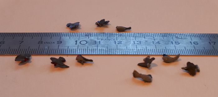 les "petits" OISEAUX