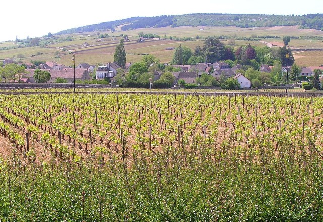 Meursault.jpg
