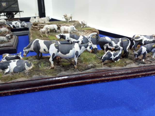 PLM CASTAWAY - Cows - 1.jpg