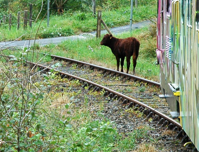 Entre Bort-les-Orgues et Riom-ès-Montagnes, 2009.