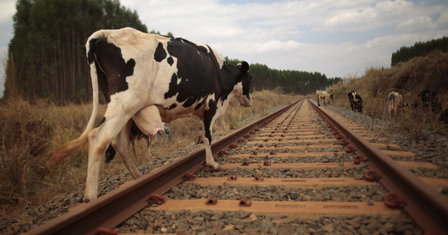 20_cows_run_over_by_express_train_in_delhi_1533806648.jpg