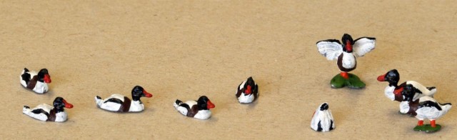 Canards tadornes.